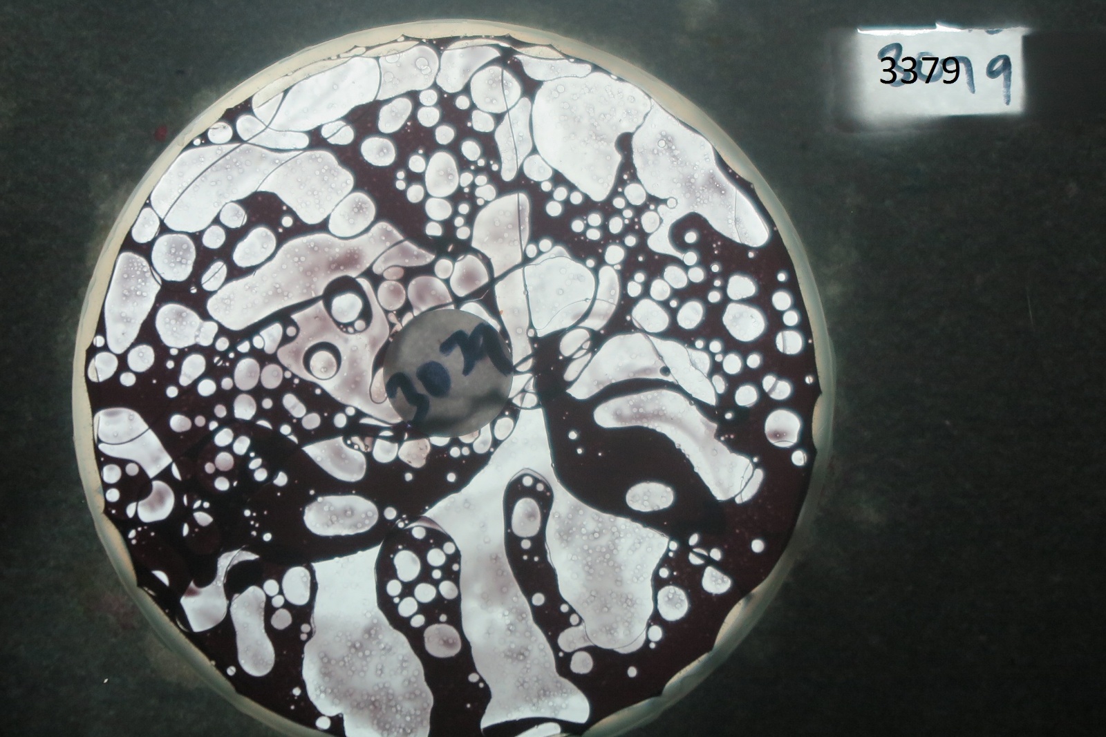 BV3379 bubble vision oil wheel